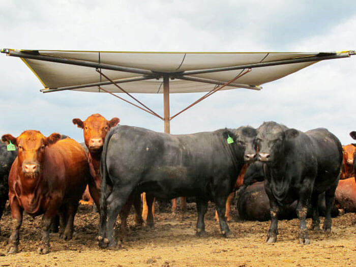Cattle Shades
