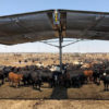 Strobel-Cattle-Shade